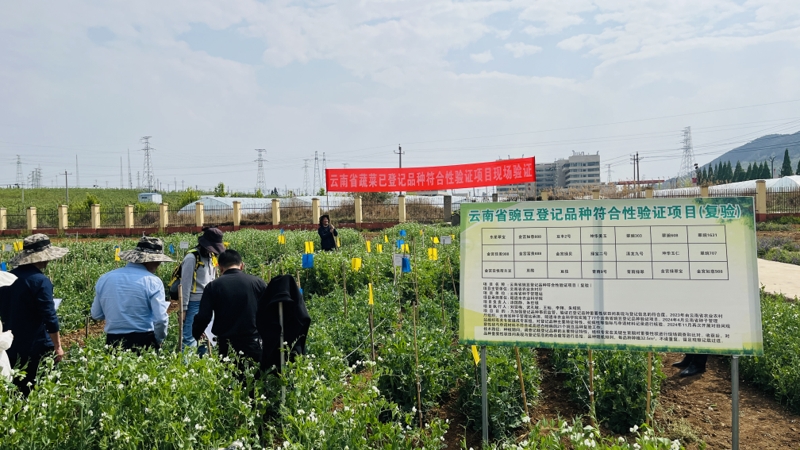 2025年4月27日云南省种子管理站组织相关专家对21个豌豆登记品种进行复验证